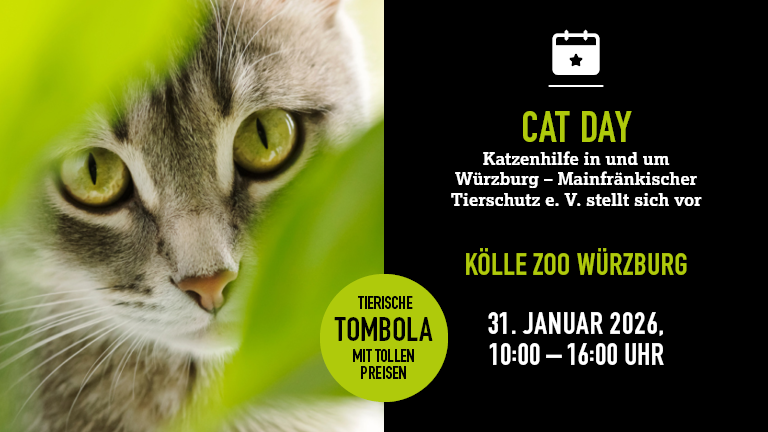 310126 Catday Wrzburg Mobile 768x432px