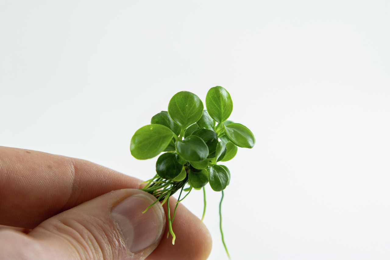 Tropica Micranthemum 'Monte Carlo', Aquarienpflanze, leuchtend grün, ideal für Aquascaping, kleine Bündel, runde Blätter, feine Wurzeln.