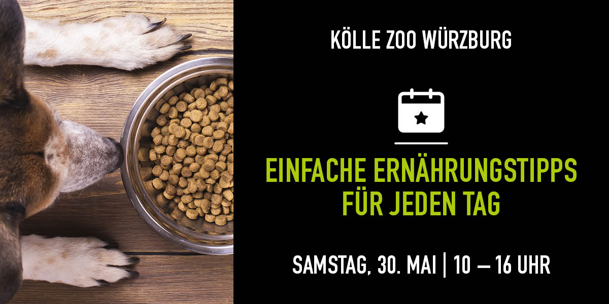 Weiß-braun gefleckter Hund sitzt vor einem vollen Futternapf