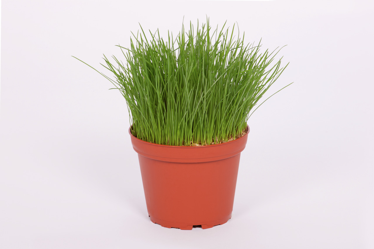 PetSnack Futtergras fein Festuca BIO 8 Stück