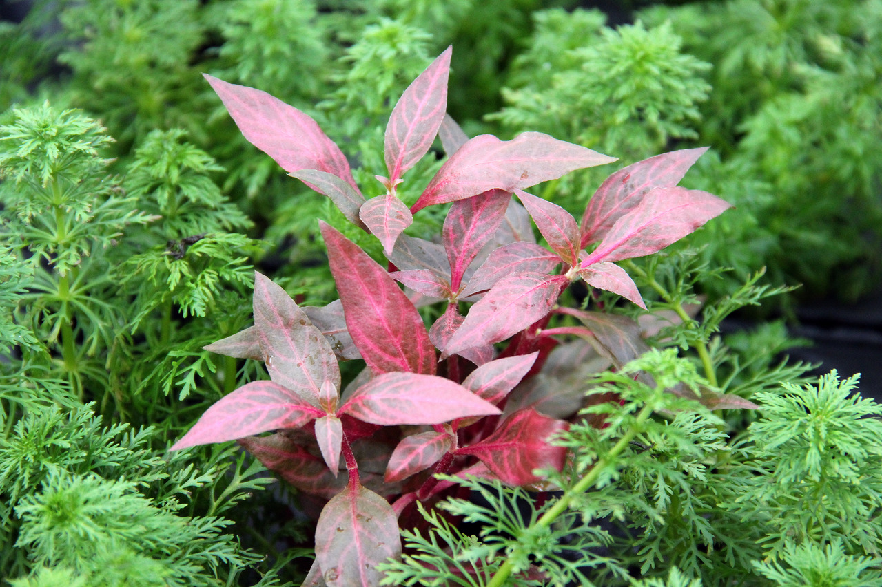 ALOHA Alternanthera reineckii RED RUBY