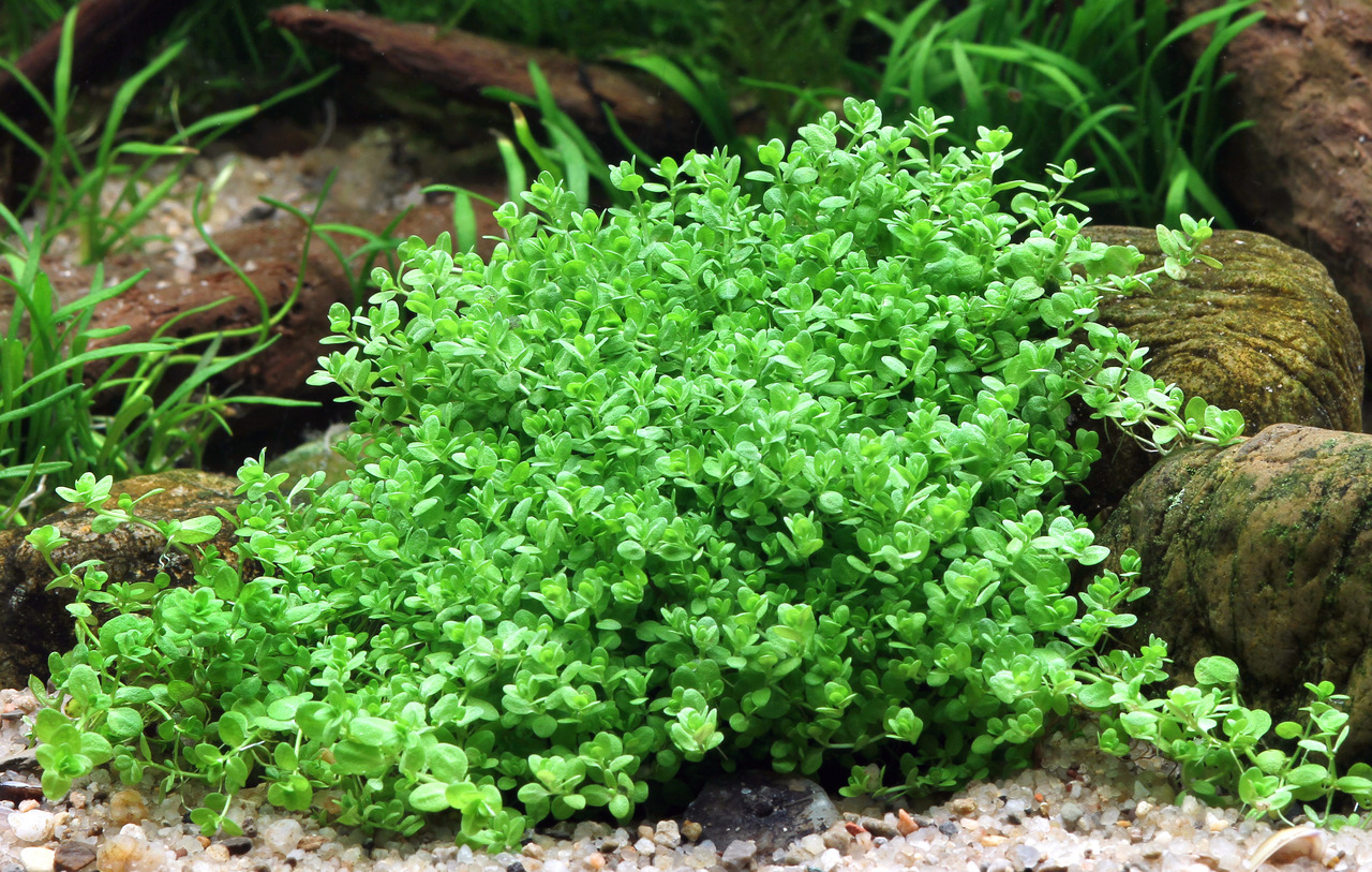 Das Bild zeigt die Aquarienpflanze Hemianthus callitrichoides, auch bekannt als Kuba-Perlkraut, in einem natürlichen Unterwasser-Setting. Die Pflanze bildet einen dichten, grünen Teppich auf dem Bodengrund, umgeben von Steinen und anderen Wasserpflanzen. 