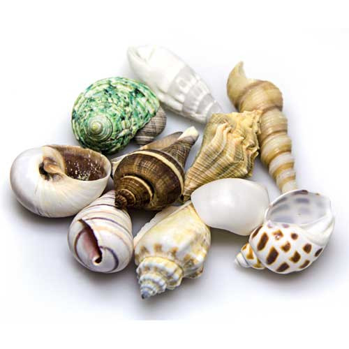 HOBBY Meeresschneckenhäuser, für Aquarien- & Terrarienbesitzer, nat. Deko, variierende Formen, Farben & Größen, ideal für Unterwasser-Terrarium.