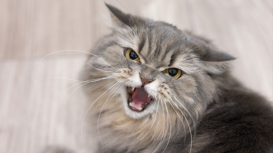 Graue Katze faucht in Richtung des Betrachters