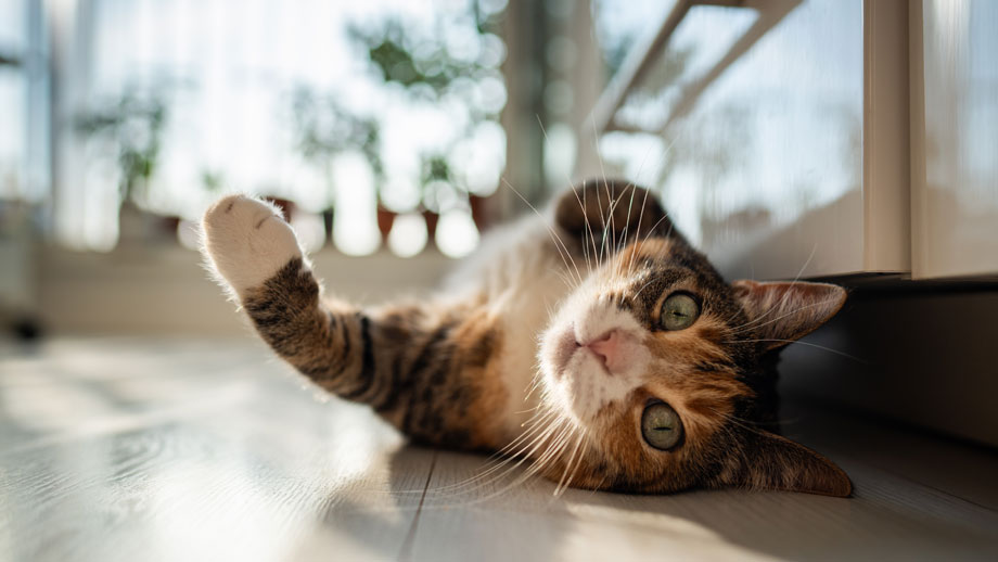 Dreifarbige Katze liegt auf dem Rücken auf dem Boden und schaut in Kamera
