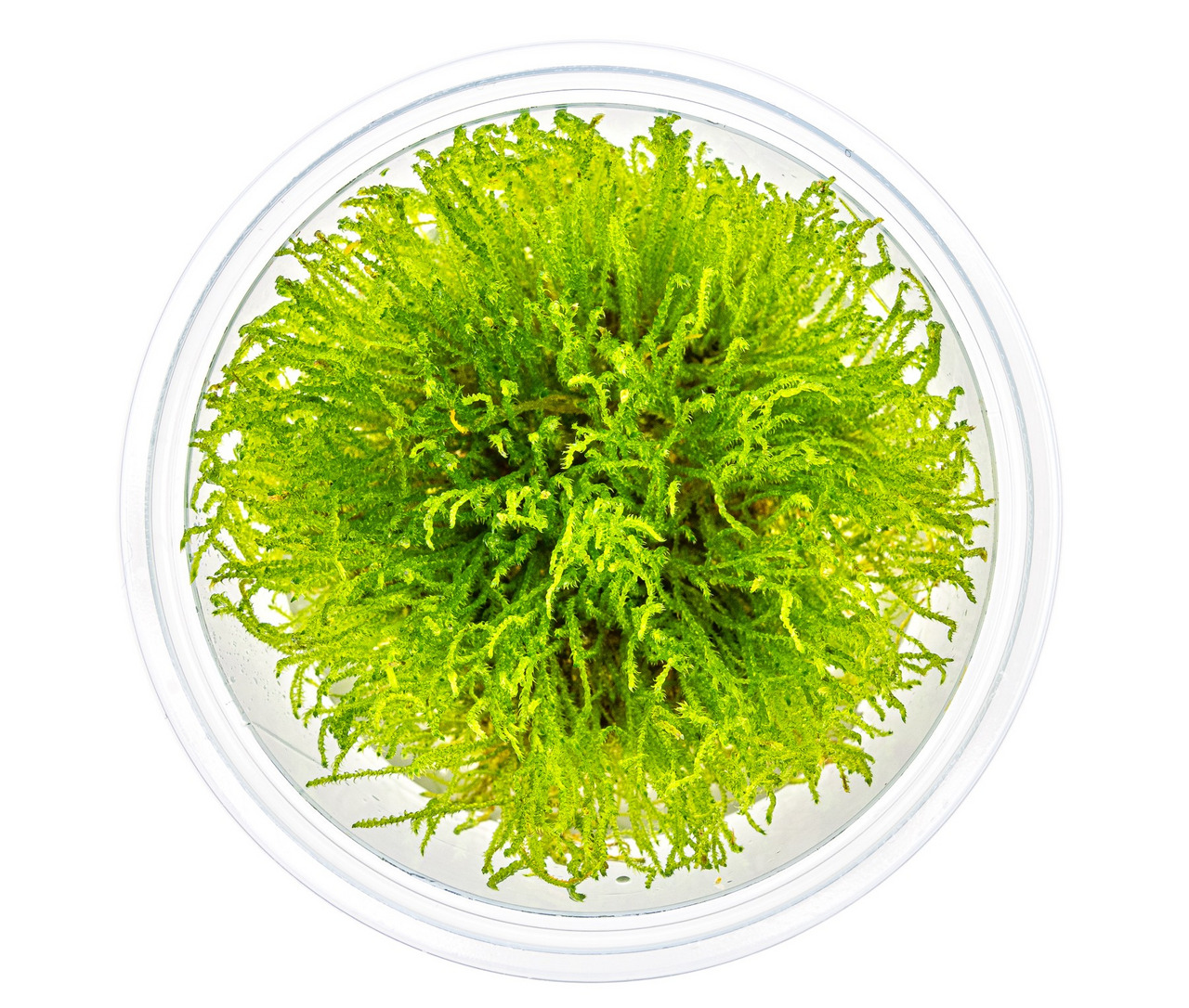 ALOHA Taxiphyllum sp. GIANT C126 Bild 3