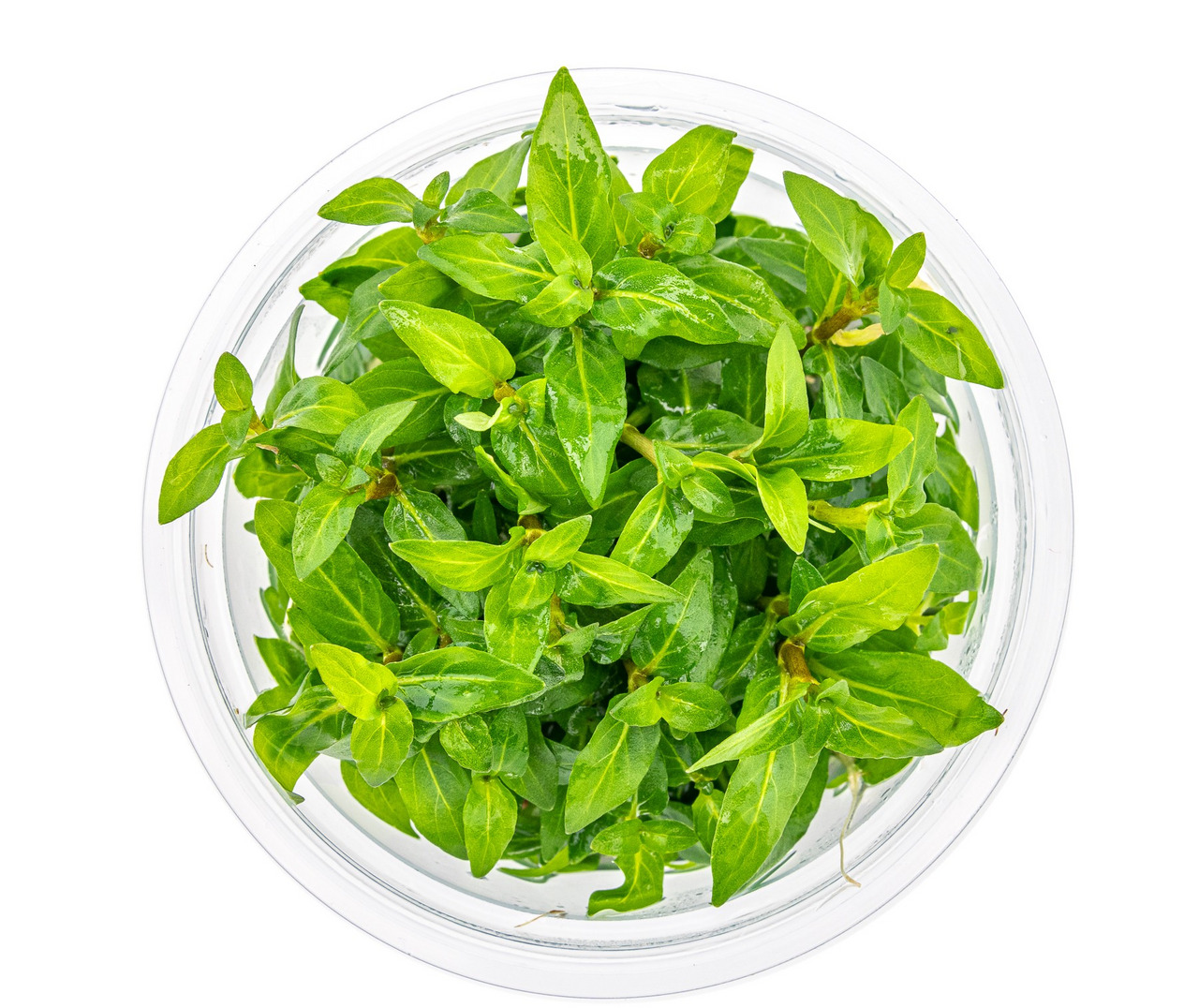 Glasbehälter mit frischen, grünen Basilikumblättern, glänzend & saftig, ideal für Küche/Lebensmittelbereich, lebendige Farbe.