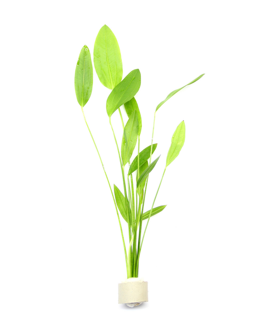 ALOHA künstl. Aquarienpflanze, für Süßwasseraquarien, grüne Blätter, weißer Sockel, bietet Fischen Verstecke, Deko für Aquarien.