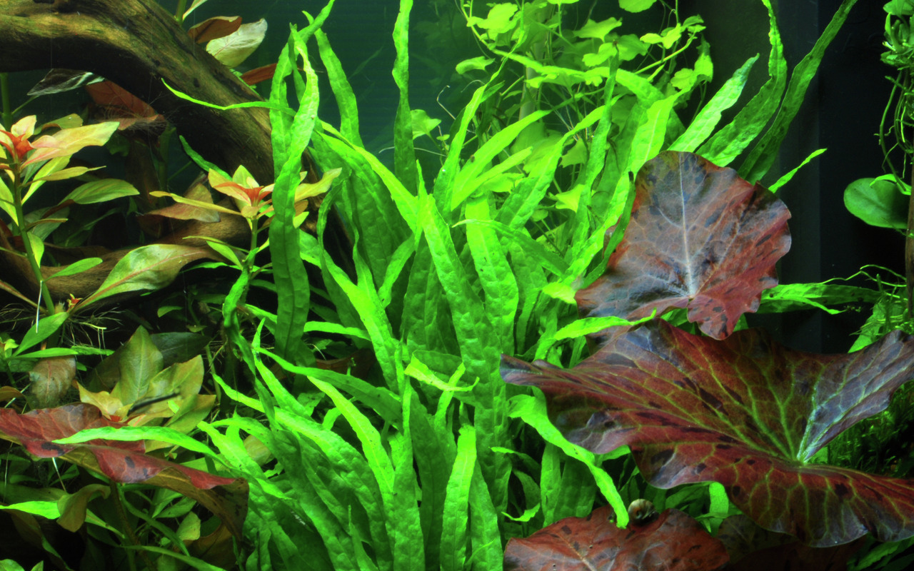 Üppig bepflanztes Aquarium mit Javafarn (Microsorum pteropus) & Tigerlotus (Nymphaea lotus), ideal für Aquarienliebhaber.