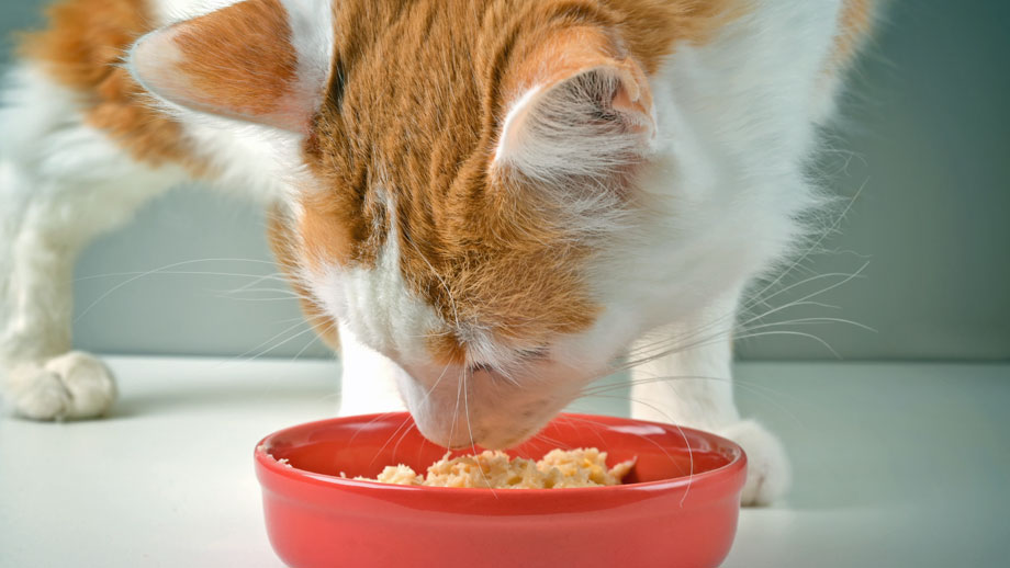 Hochverdauliche Nahrung ist entscheidend bei Durchfall