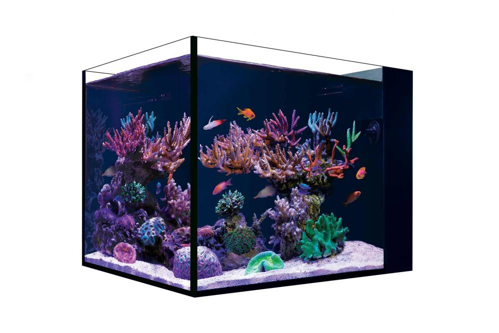 Das Bild zeigt das Red Sea Reefer Nano Aquarium, ein hochwertiges Meerwasseraquarium für Aquaristik-Enthusiasten. Es ist mit lebendigen Korallen in verschiedenen Farben wie Lila, Grün und Rot sowie tropischen Fischen ausgestattet. Das Aquarium ist speziel