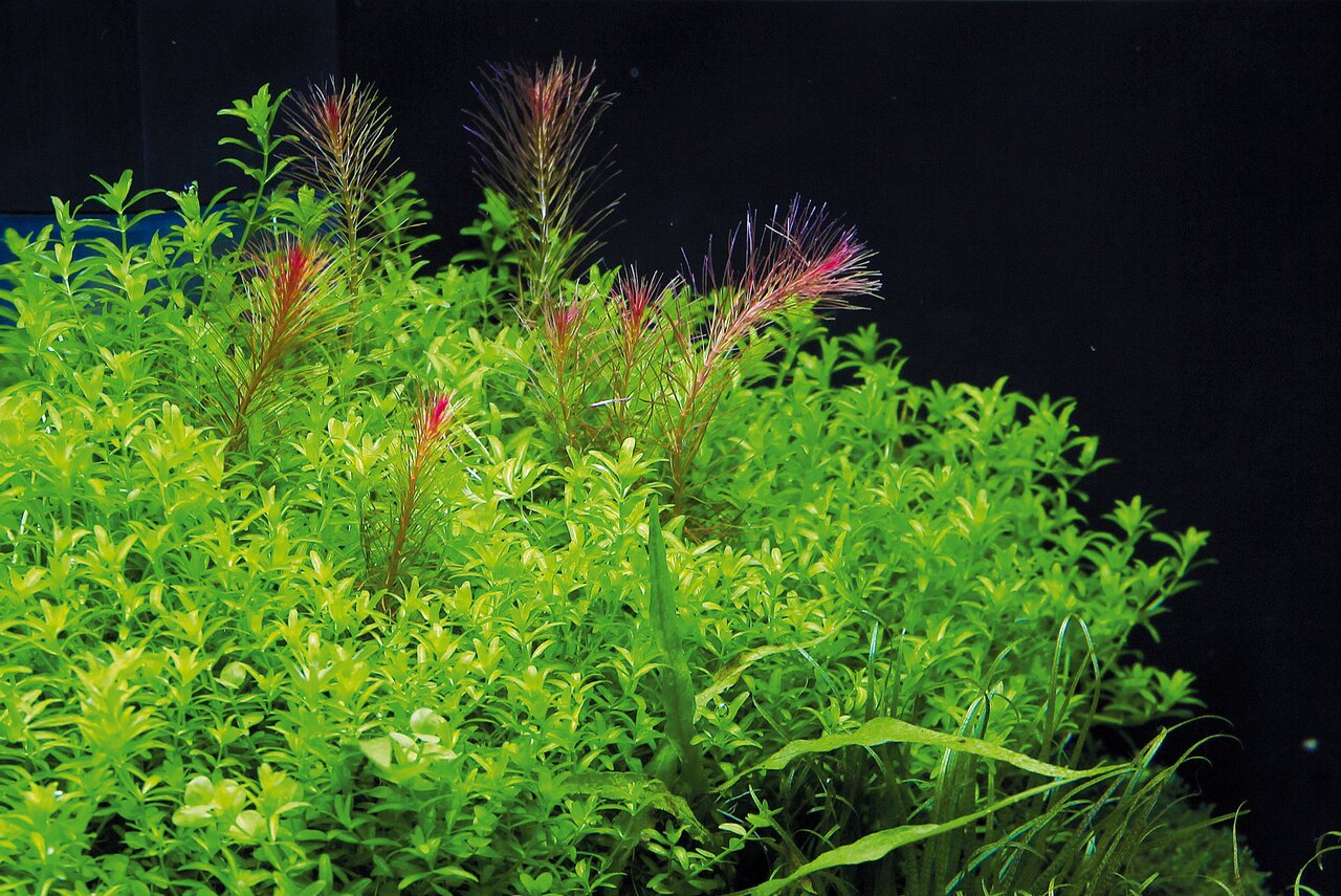Rotala wallichii, feine rötliche Spitzen, ideal f. Süßwasseraquarien/Aquascaping, lebendiger Kontrast, umgeben v. hellgrünen Pflanzen.