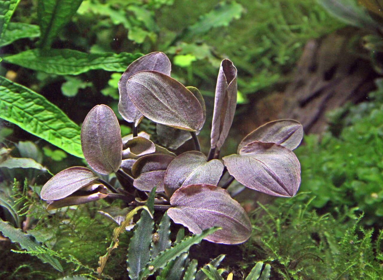 Cryptocoryne wendtii 'Brown', Aquarienpflanze, braun-grüne Blätter, ideal f. Süßwasseraquarien, Versteckmöglichk. f. Fische.