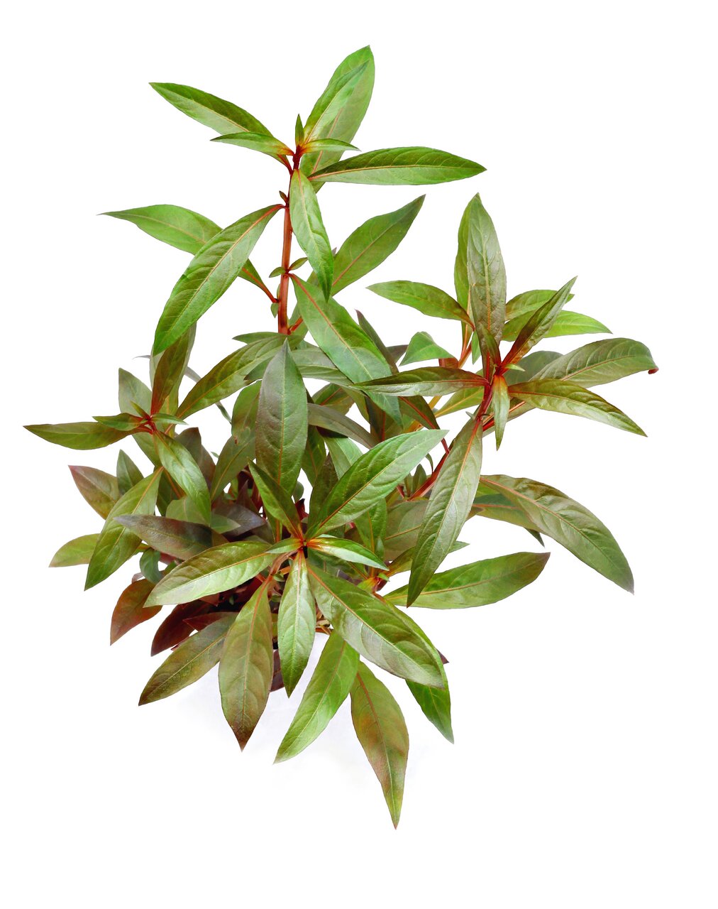 Ludwigia repens, Wasserpflanze für Aquarien, längl. rötliche Blätter, dichtes Blattwerk, schafft nat. Umgebung, gesund & kräftig.