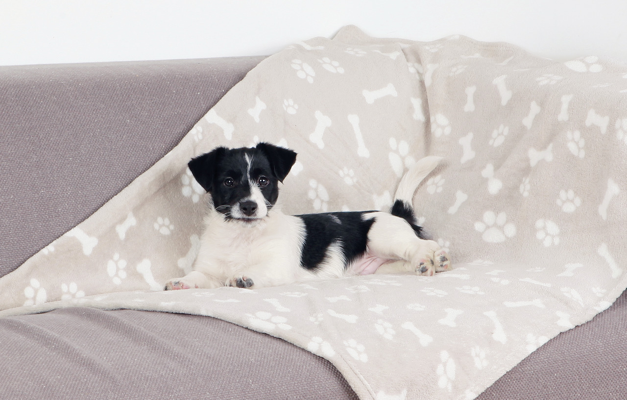 Auf dem Bild ist eine beige Kuscheldecke der Marke TRIXIE mit Knochen- und Pfotenmuster zu sehen, die auf einem Sofa liegt. Sie ist für Hunde geeignet und bietet Komfort sowie Schutz für Möbel. Die Decke ist weich und pflegeleicht, ideal für kleine bis mi