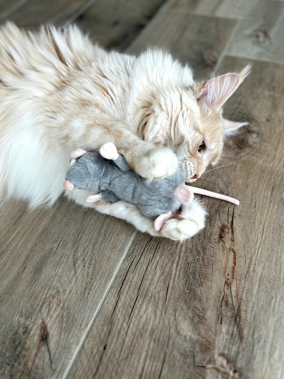 Ein cremefarbener Maine-Coon-Kater spielt auf einem Holzboden mit einem Katzenspielzeug in Form einer grauen Stoffmaus mit rosa Ohren und Schwanz. Das Spielzeug stammt von der Marke Aumüller und ist speziell für Katzen entwickelt. Es fördert den Spieltrie