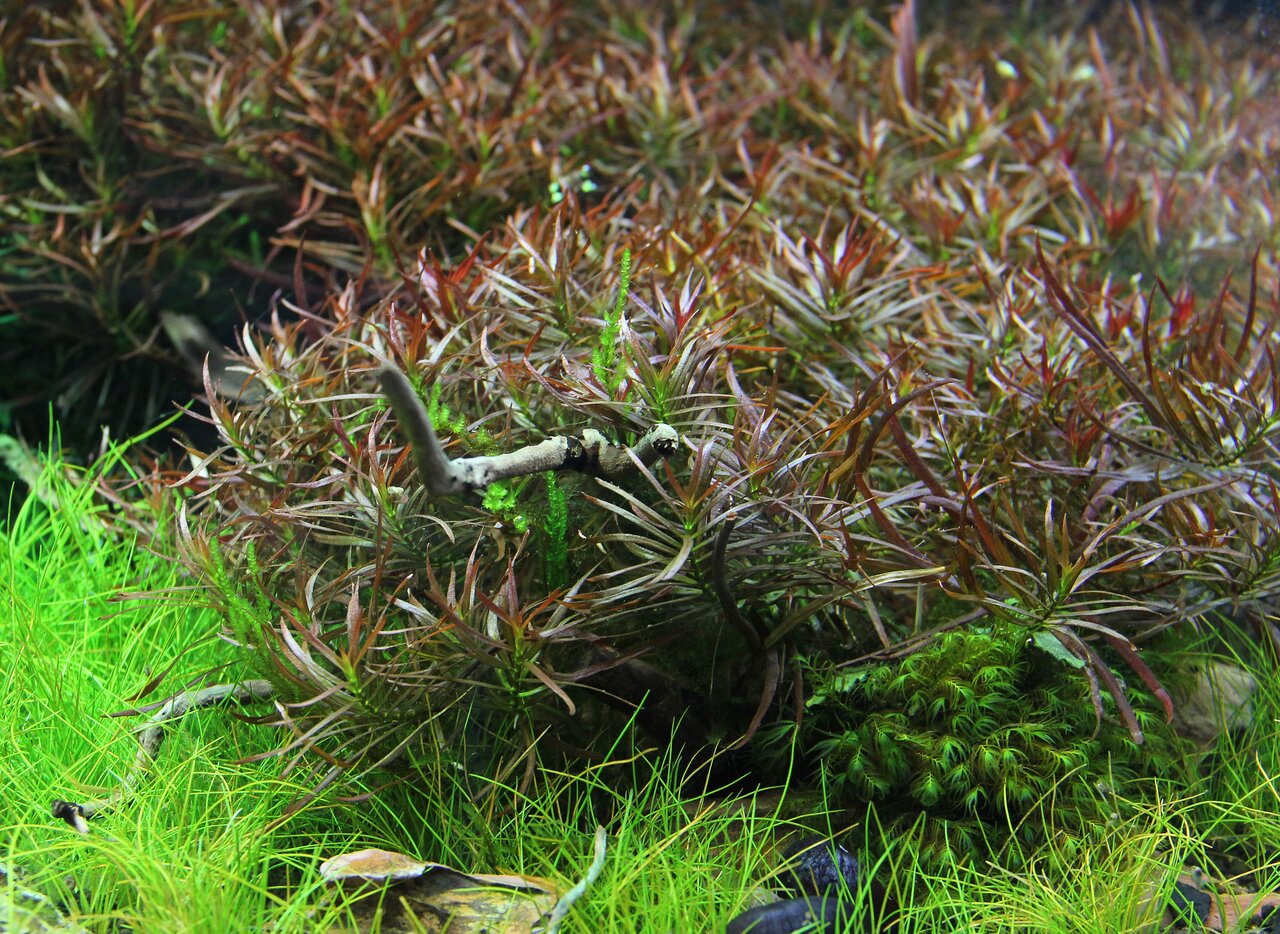 Üppige Unterwasserlandschaft mit grünen Gräsern, rötlich-braunen Pflanzen, Ast & Moos – ideal für Aquarienliebhaber.