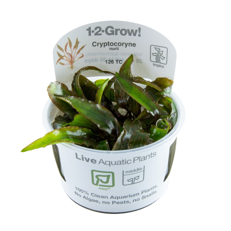 Tropica 1-2-Grow! Cryptocoryne nurii, für Aquarienbesitzer, 100% sauber, ohne Algen-Schädlinge-Schnecken, im transparenten Becher.