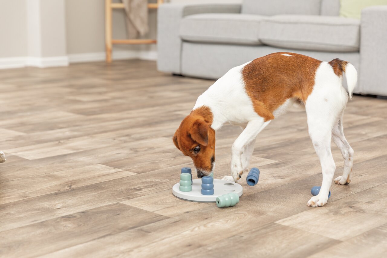 Hund spielt mit dem TRIXIE Dog Activity Spielzeug, Intelligenzspiel für Hunde, Förderspielzeug ohne Leckerlis, Kunststoff, weiß-blau.