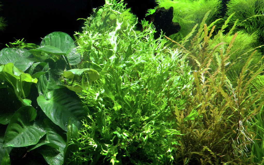 Üppige Unterwasserlandschaft mit Anubias, Javafarn & grünen Pflanzen, ideal für ein lebendiges Aquarium-Ambiente.