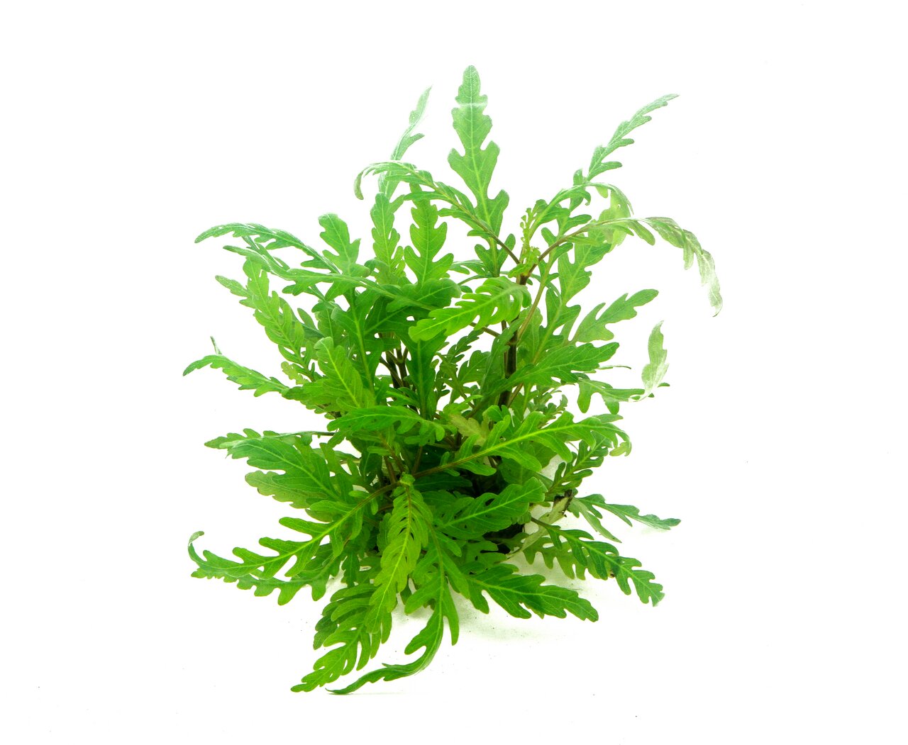 Das Bild zeigt eine frische, grüne Wasserpflanze der Marke ALOHA, die speziell für Aquarien geeignet ist. Die Pflanze hat fein verzweigte Blätter und eignet sich ideal als Dekoration sowie als Versteckmöglichkeit für Fische. Sie ist für Süßwasseraquarien 