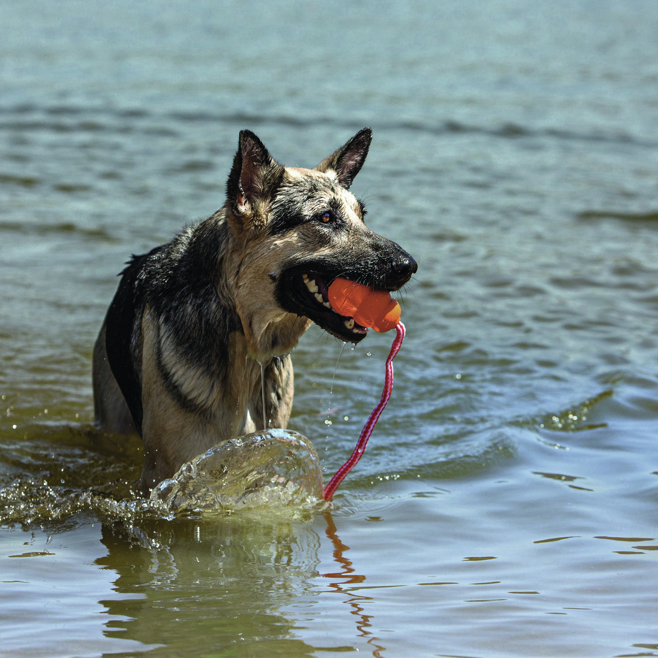 KONG Aqua Hundespielzeug, für Hunde, orange, mit robuster Schnur, schwimmt, leicht zu greifen, ideal für Wasserspiele.