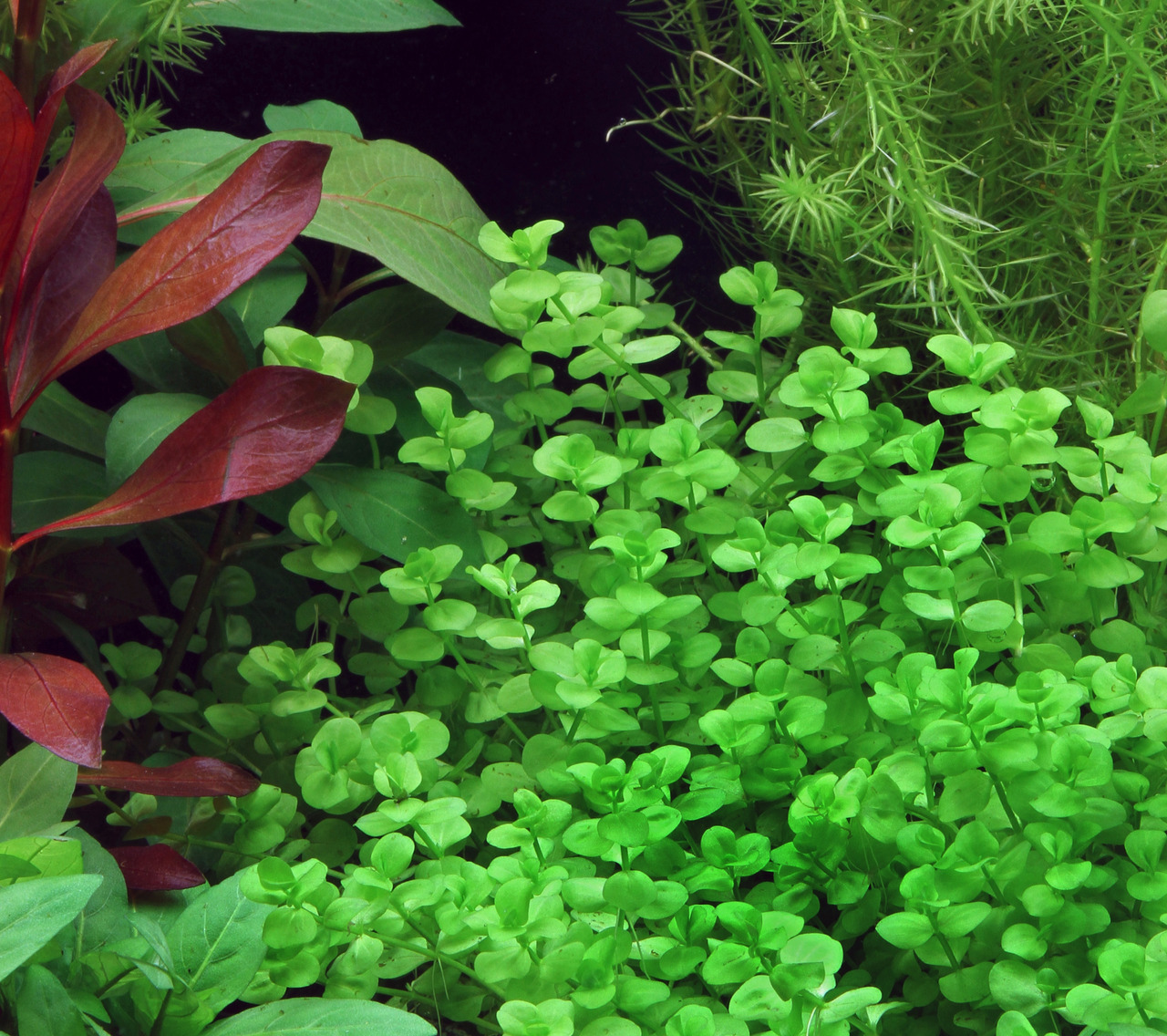 Das Bild zeigt eine üppige Auswahl an Aquarienpflanzen, darunter leuchtend grüne Stängelpflanzen und rötliche Blätter, die für ein harmonisches Unterwasser-Ökosystem sorgen. Die Pflanzen eignen sich ideal für Süßwasseraquarien und bieten Fischen Versteckm