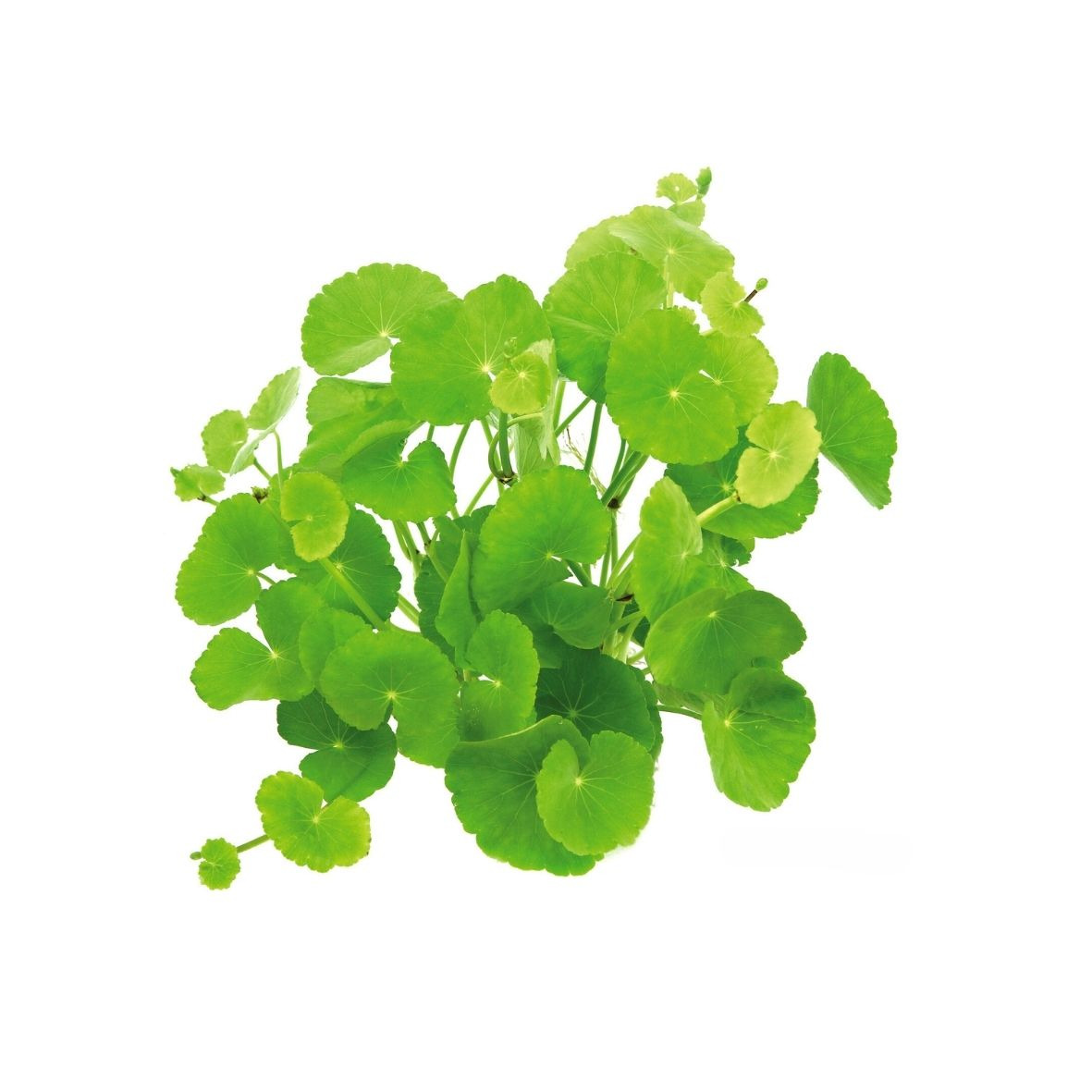 ALOHA Hydrocotyle leucocephala
