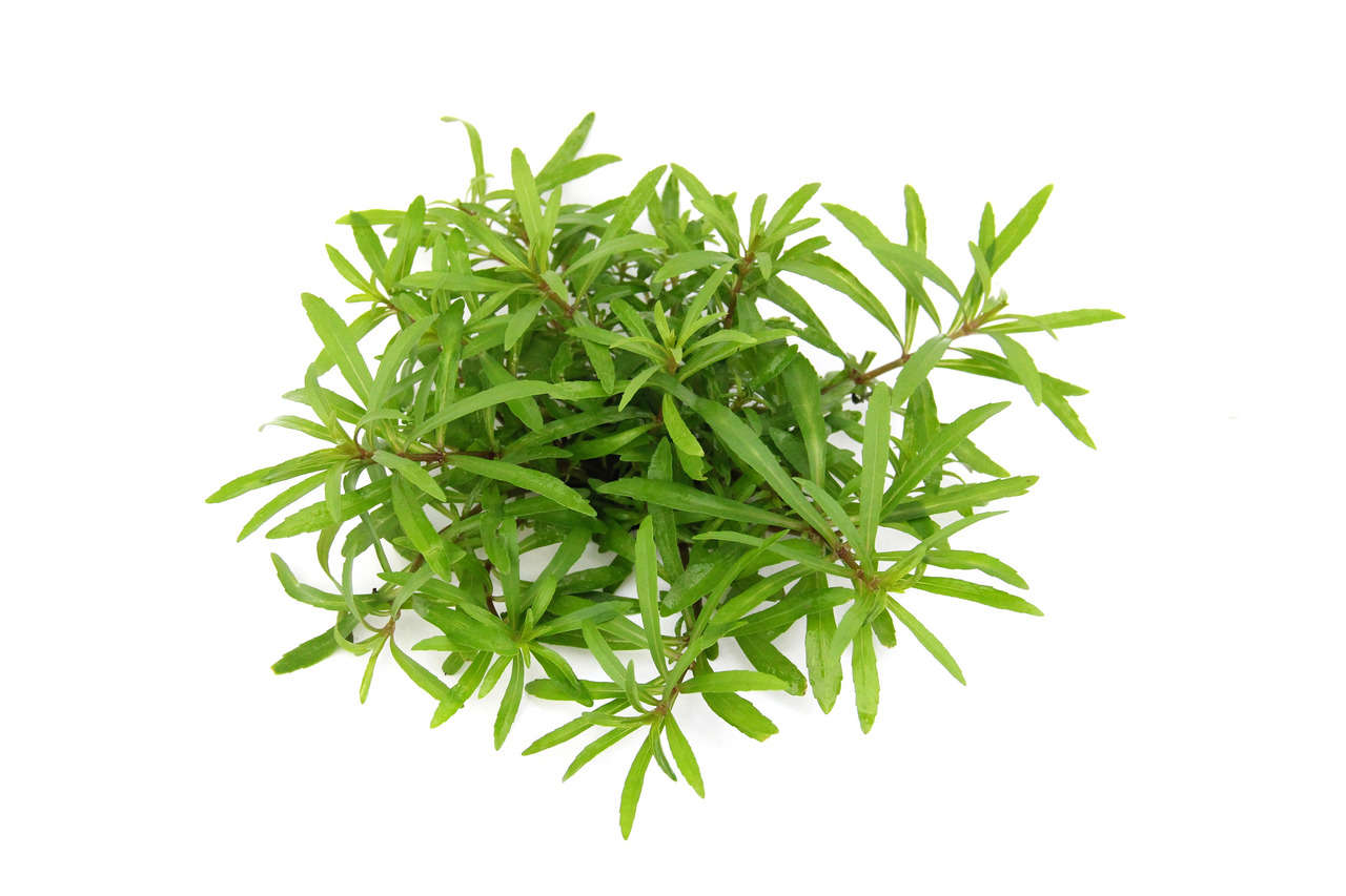 ALOHA Pogostemon quadrifolius