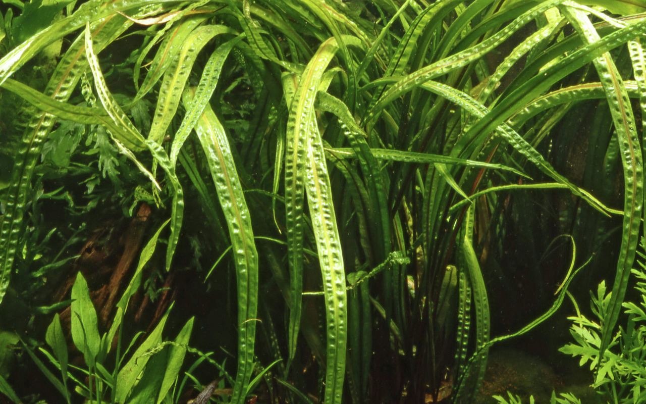 Das Bild zeigt die Wasserpflanze Tropica Cryptocoryne crispatula, eine beliebte Aquarienpflanze für Süßwasseraquarien. Die langen, schmalen Blätter mit gewelltem Rand sind sattgrün und verleihen dem Aquarium eine natürliche Optik. Geeignet für Aquaristik-