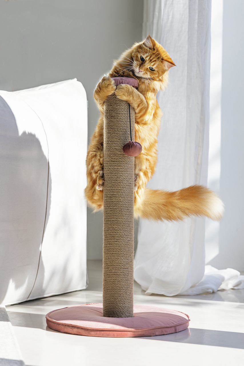 Kratzbaum „Designed by Lotte“ für Hauskatzen, Sisalsäule, rosa Basis, stabil & funktional, aktiv genutzt, ideal für Katzen.