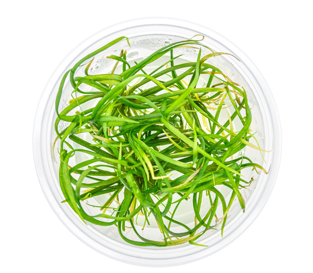 Eleocharis acicularis, Aquarienpflanze, für Aquarienliebhaber, pflegeleicht, in Gelkultur, im transparenten Kunststoffbehälter.