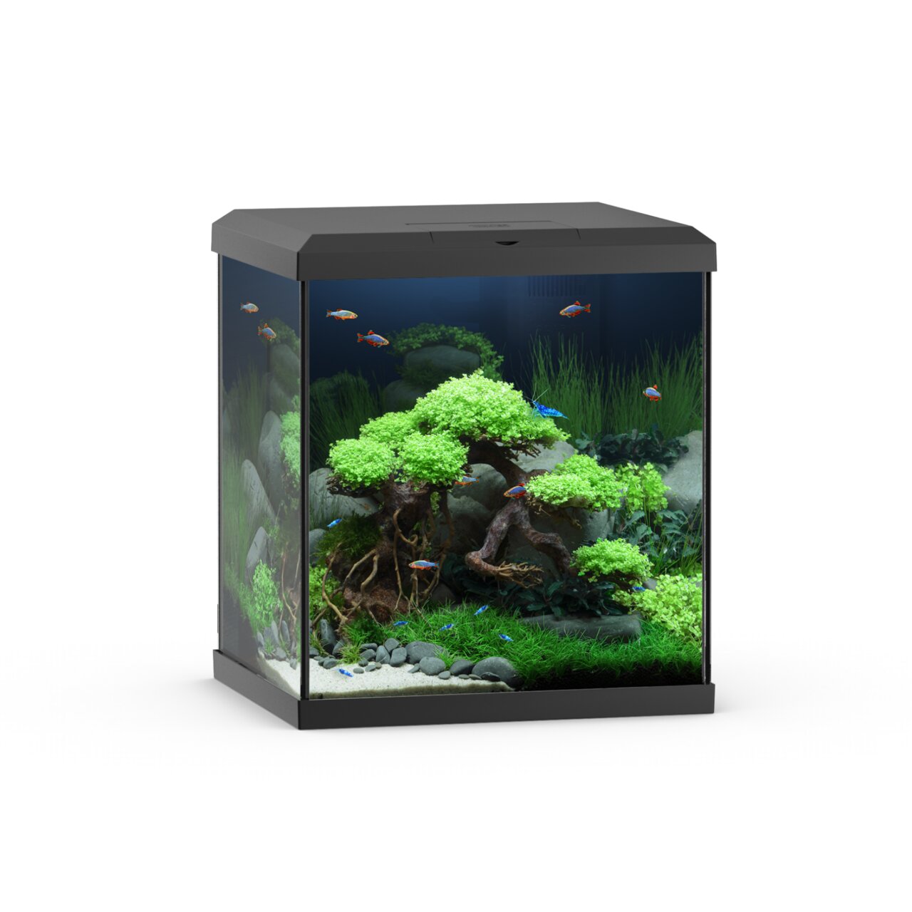JUWEL Eck-Aquarium mit bepflanztem Innenbereich und integriertem Filtersystem, ideal für Aquaristik-Enthusiasten, 54 Liter.