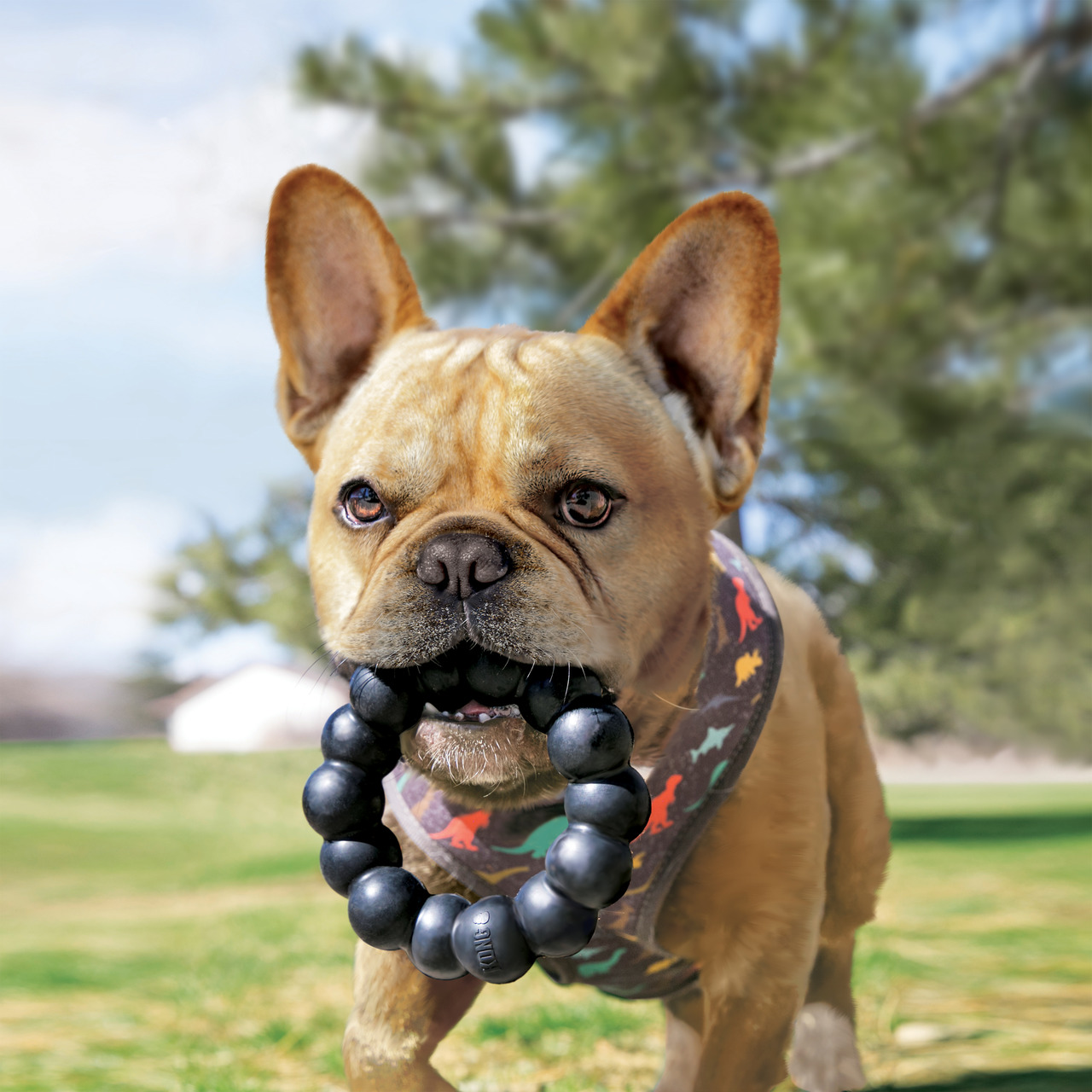 Auf dem Bild ist ein Hund im Freien zu sehen, der ein KONG Hundespielzeug in Form einer schwarzen Perlenkette trägt. Das Produkt ist für Hunde geeignet und dient als robustes Kauspielzeug. Es fördert die Zahngesundheit und bietet langanhaltenden Spielspaß