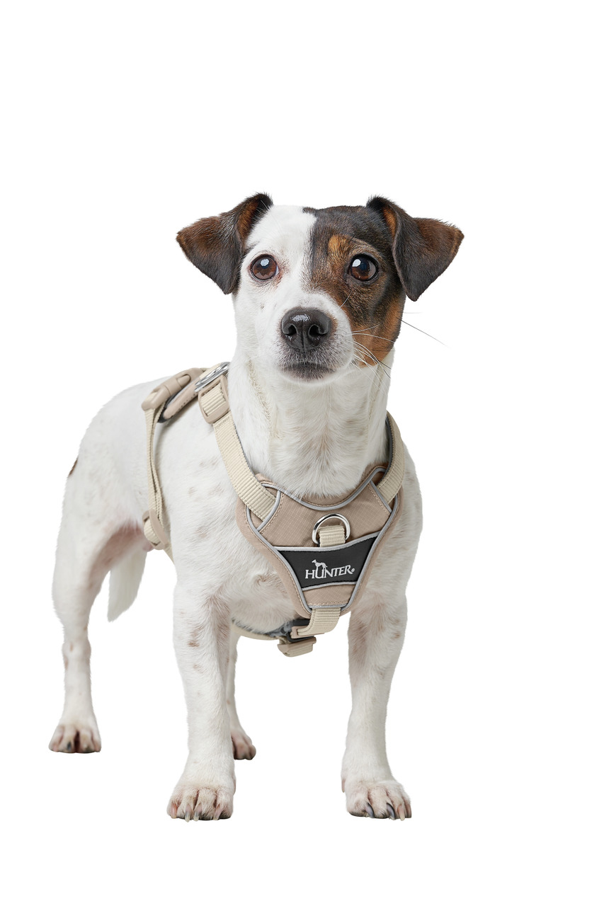 Ein kleiner Hund, vermutlich ein Jack Russell Terrier, trägt ein beige-graues Geschirr der Marke HUNTER. Das Geschirr ist ergonomisch gestaltet und mit einem stabilen Metallring für die Leine ausgestattet. Es eignet sich für Hunde kleiner bis mittlerer Gr