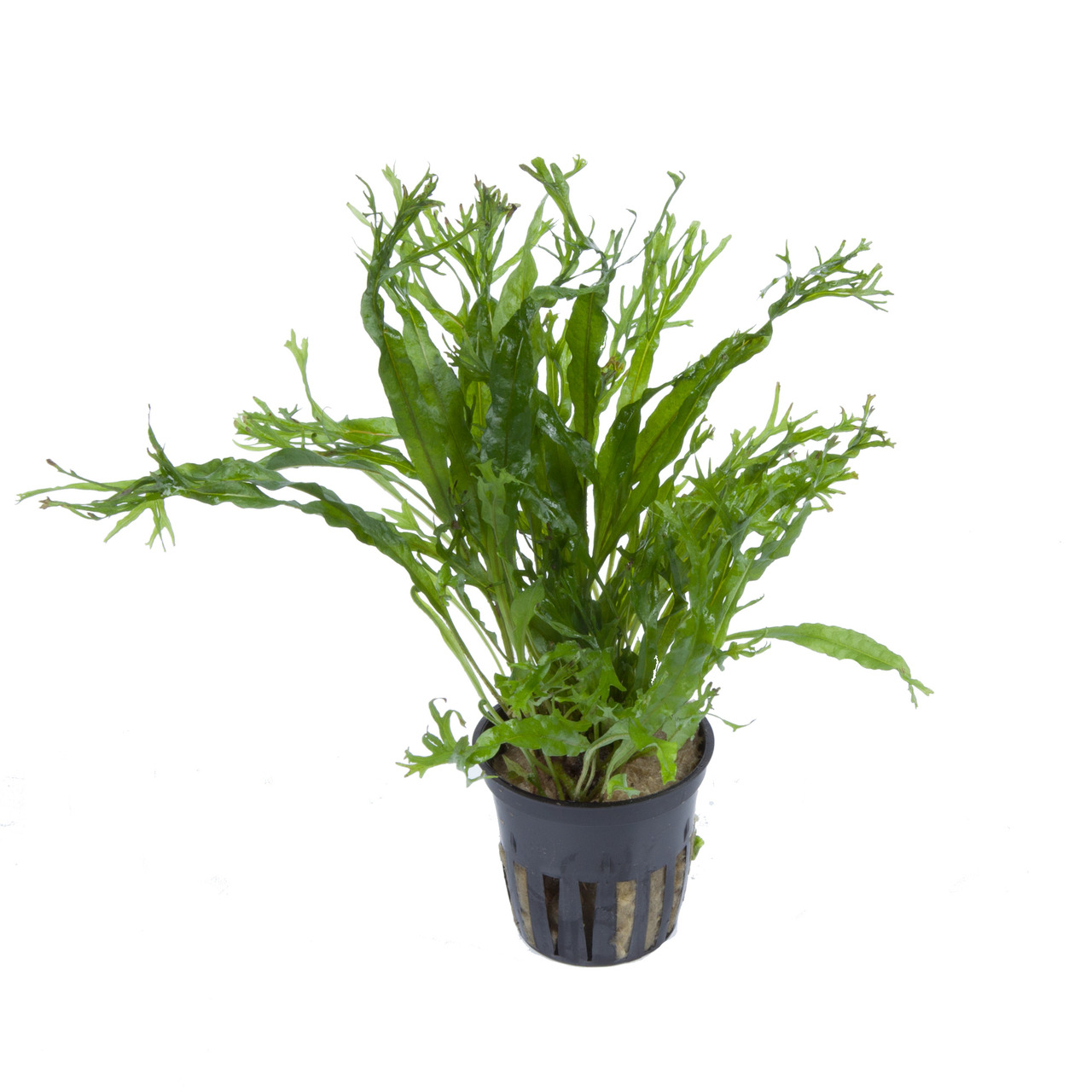 Tropica Javafarn (Microsorum pteropus), für Süßwasseraquarien, ideal f. Anfänger-Erfahrene, im schwarzen Kunststofftopf.