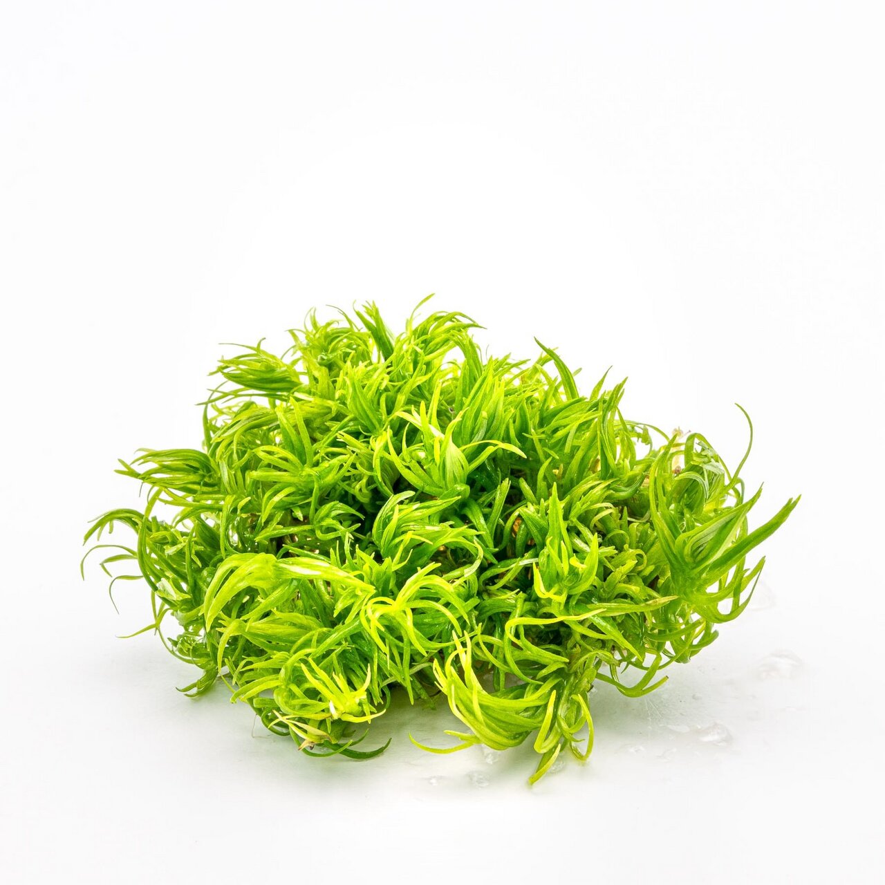 Taxiphyllum barbieri (Javamoos), kompakte Wasserpflanze, ideal f. Aquarien, Versteck f. Fische-Garnelen, verbessert Wasserqualität.