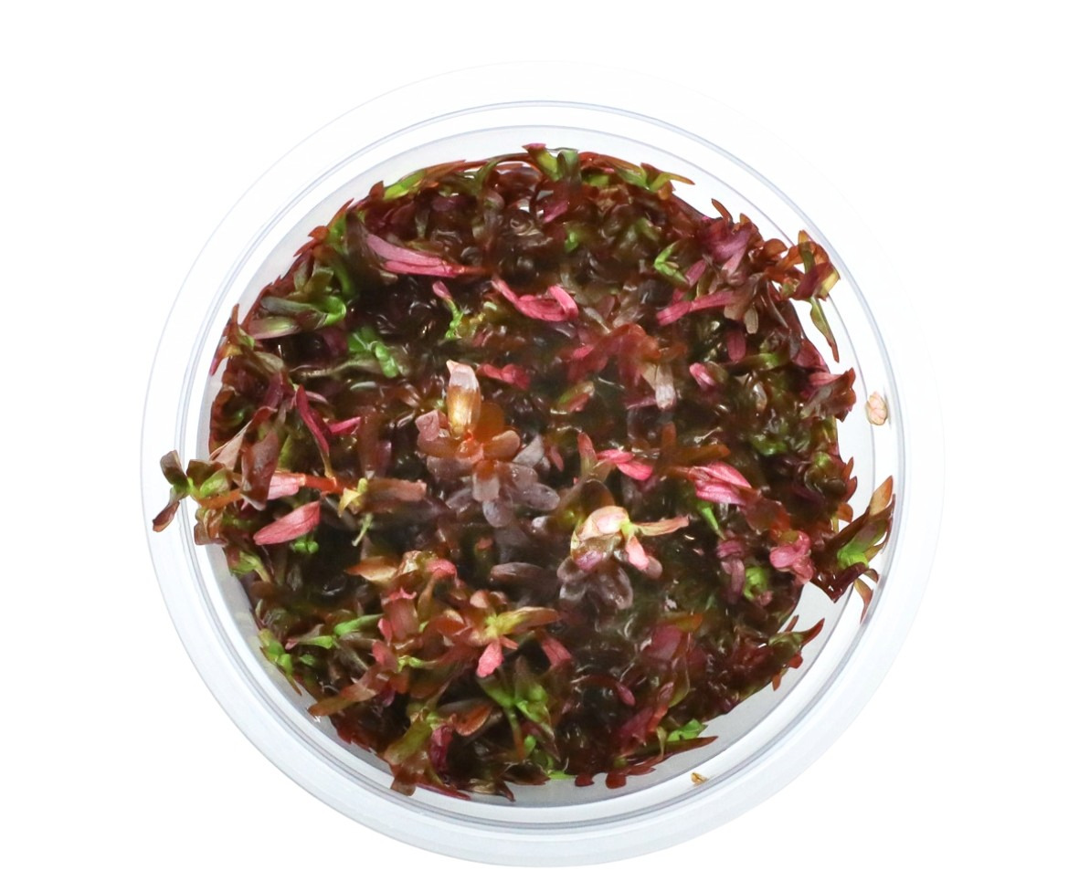 Frische Wasserpflanzen im runden, transparenten Gefäß, ideal f. Aquarien, dekorativ & nützl., in Rot- & Grüntönen.