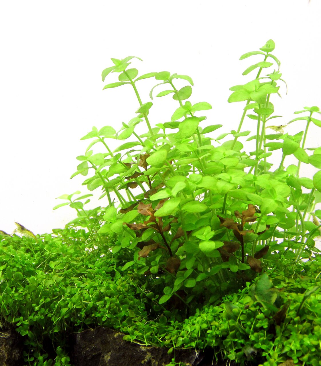 ALOHA Wasserpflanze, grün, zarte Blätter, für Süßwasseraquarien, fördert O2, Versteck f. Fische/Garnelen, ideal f. Aquarienliebhaber.