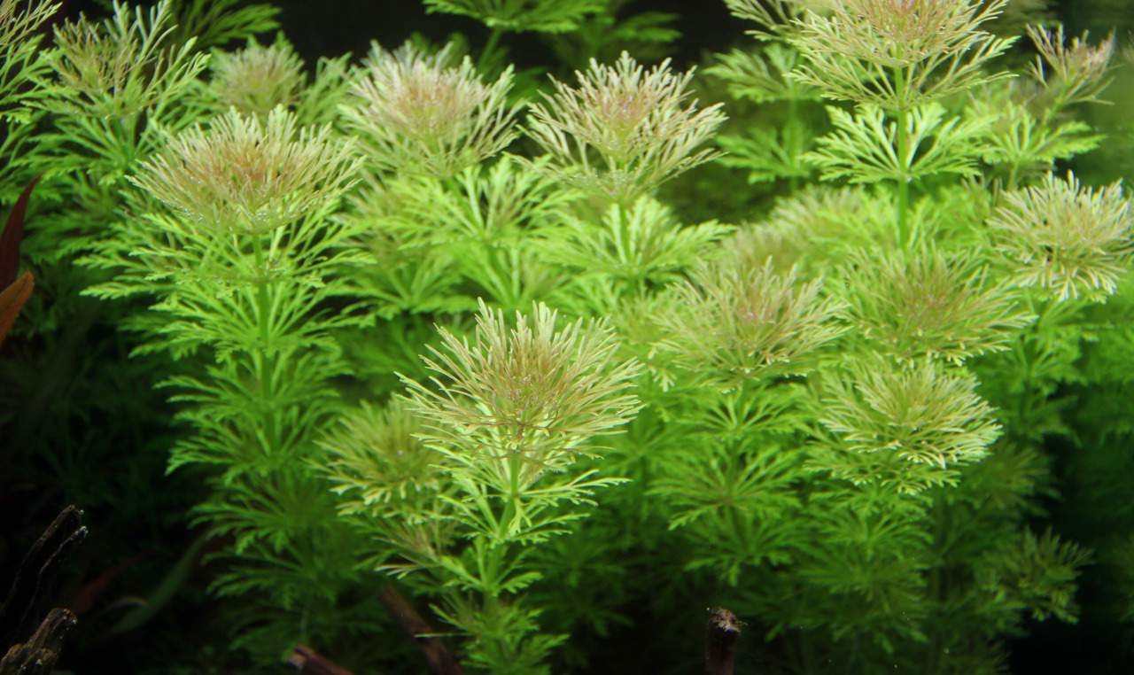 Das Bild zeigt eine üppige Wasserpflanze der Art Limnophila sessiliflora, auch bekannt als Asiatischer Wasserfreund, in einem Aquarium. Die Pflanze hat feine, grüne, fächerartige Blätter, die dicht wachsen und eine lebendige, natürliche Atmosphäre schaffe