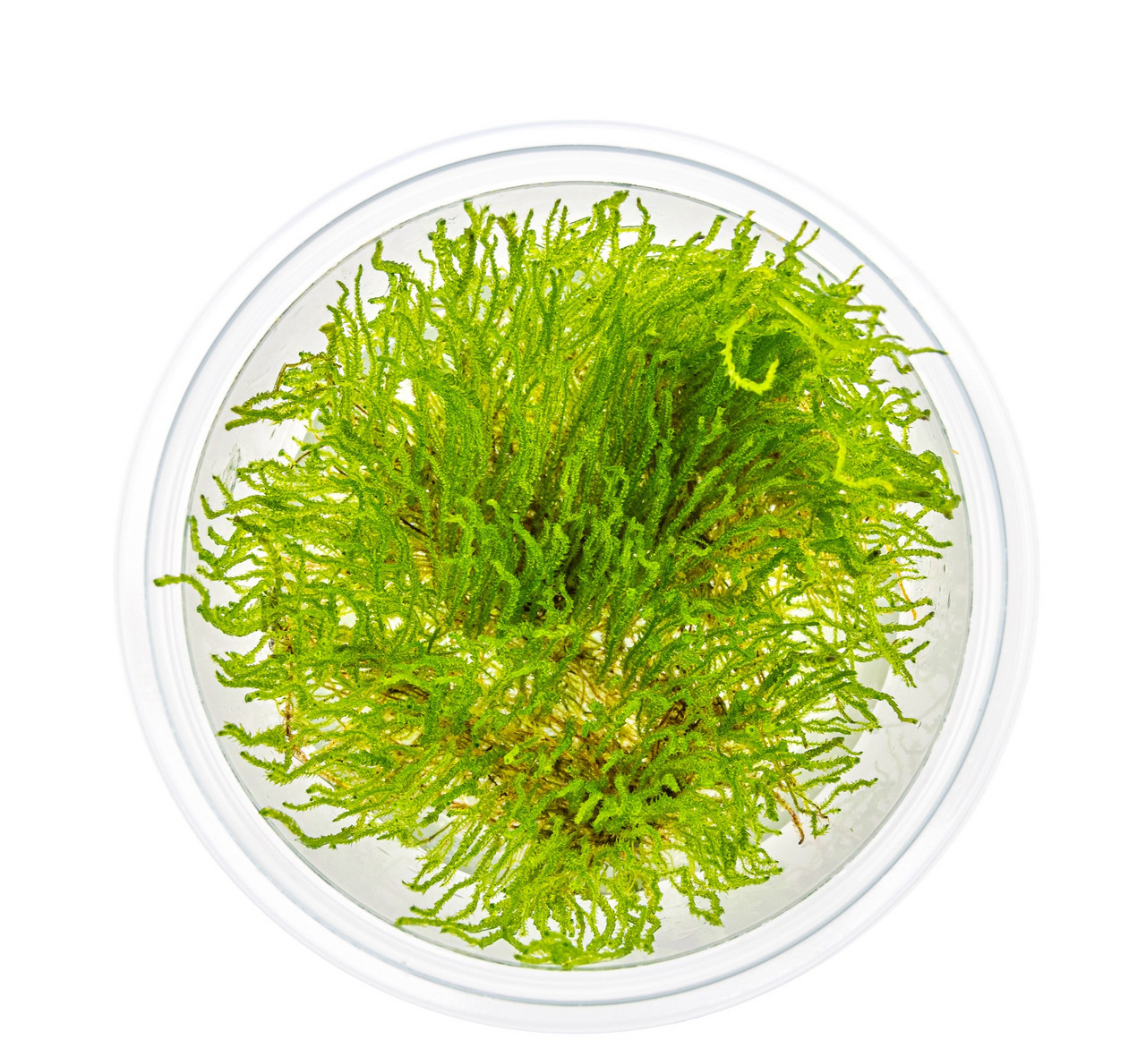 Ein rundes, transparentes Gefäß, das mit frischem, grünem Javamoos (Taxiphyllum barbieri) gefüllt ist. Das Moos ist dicht gewachsen und zeigt eine lebendige, gesunde Farbe. Es eignet sich ideal für Aquarien und Terrarien, um eine natürliche Umgebung zu sc