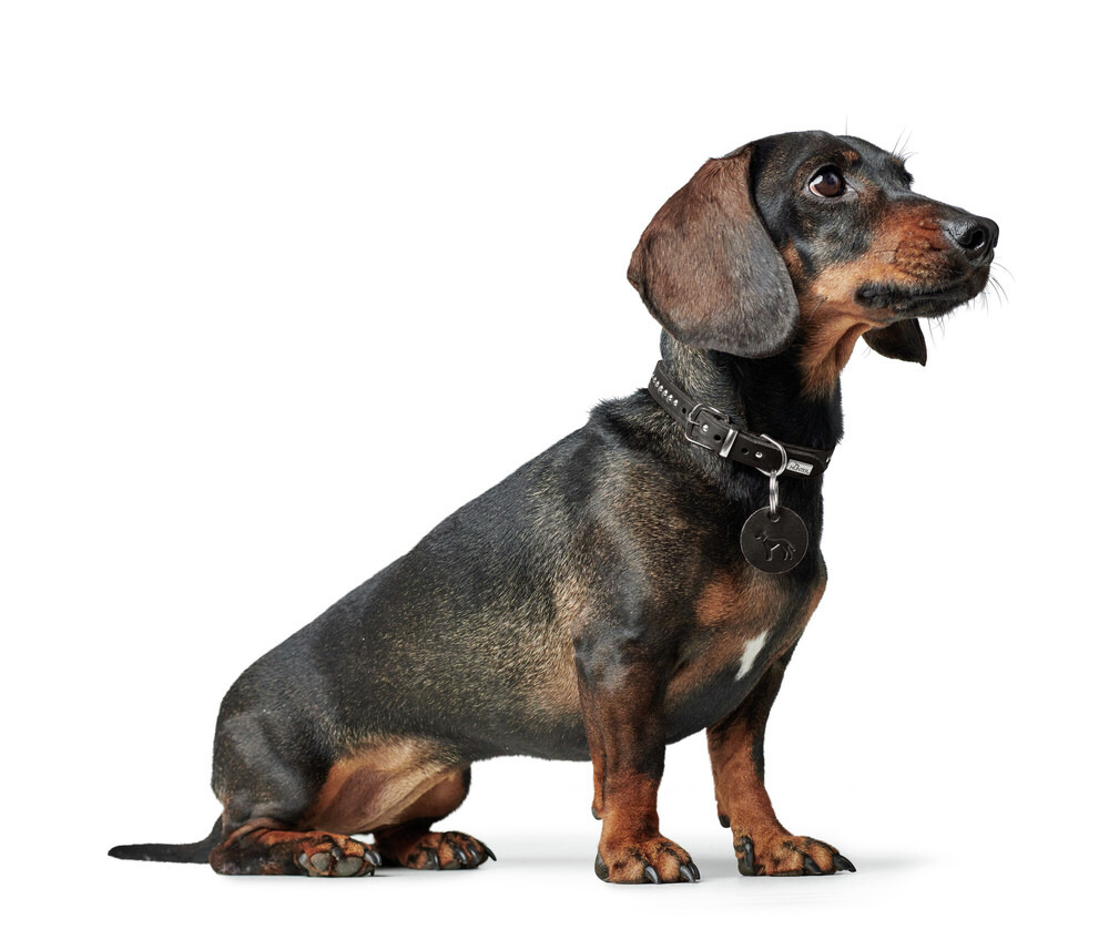 Hundehalsband HUNTER Aalborg, Leder, silberne Schnalle, einstellbar, für alle Hunde, mit Anhänger, elegant & langlebig.