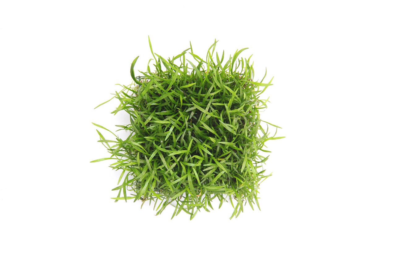 Eleocharis acicularis, Aquarienpflanze, Bodendecker, pflegeleicht, fördert gesundes Ökosystem, ideal für Aquarienliebhaber.