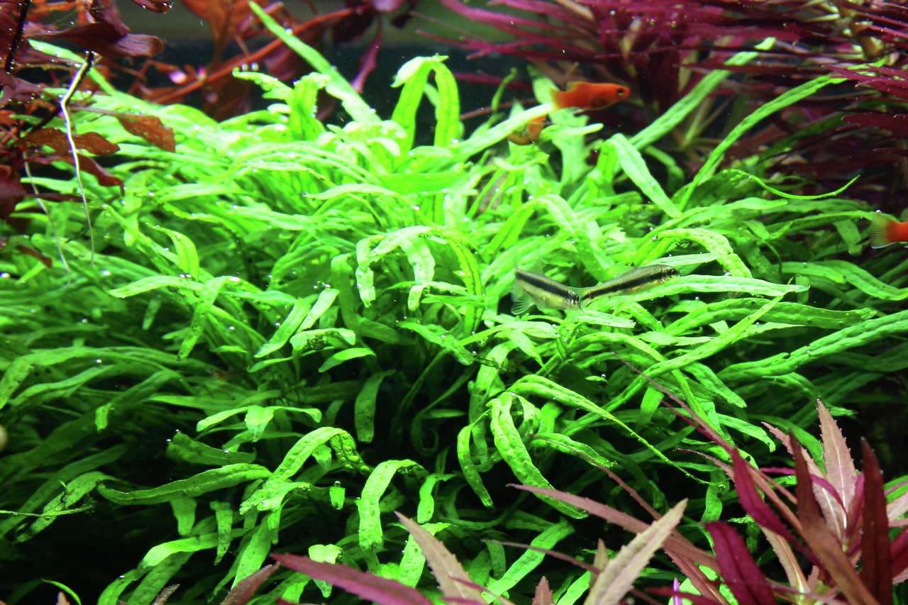 Das Bild zeigt eine üppige Wasserpflanze der Marke Tropica, bekannt als Microsorum pteropus 'Windeløv', die in einem Aquarium wächst. Die leuchtend grünen, fein verzweigten Blätter bieten eine ideale Umgebung für Zierfische wie die abgebildeten Guppys und