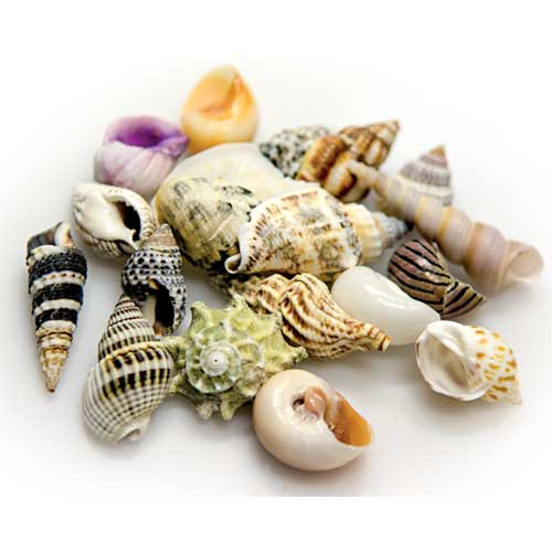 Ein Bild mit einer Auswahl an dekorativen Meeresschneckenhäusern der Marke HOBBY. Die Sammlung umfasst verschiedene Formen, Größen und Farben, darunter gestreifte, gepunktete und spiralige Muster. Geeignet für Aquarien oder als Dekoration. Enthält ca. 11 