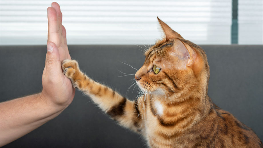 Clickertraining Mit Katzen Teaser