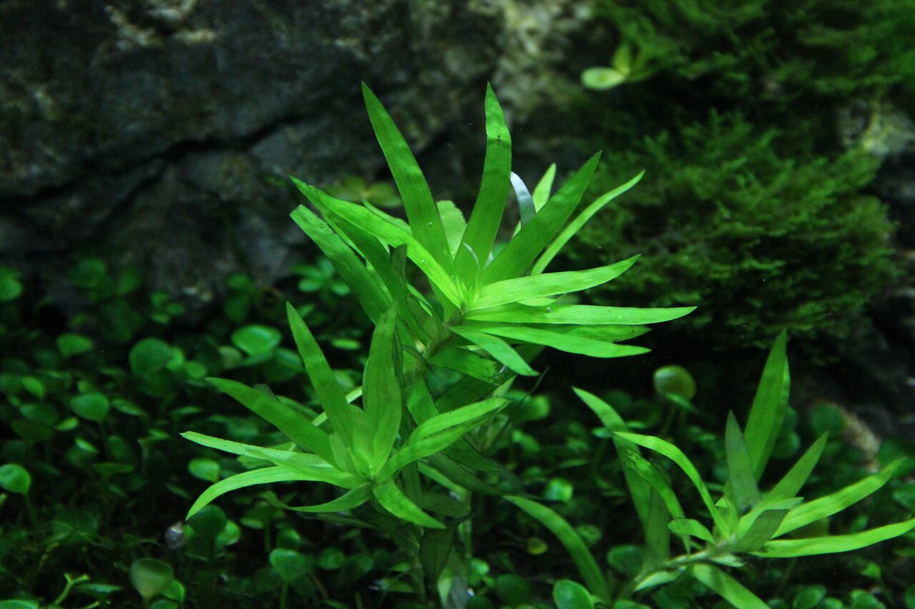 ALOHA Wasserpflanze, für Aquarien, Dekoration & Sauerstofflieferant, ideal für Fische, Aquaristik-Liebhaber, mit Moos, grün.