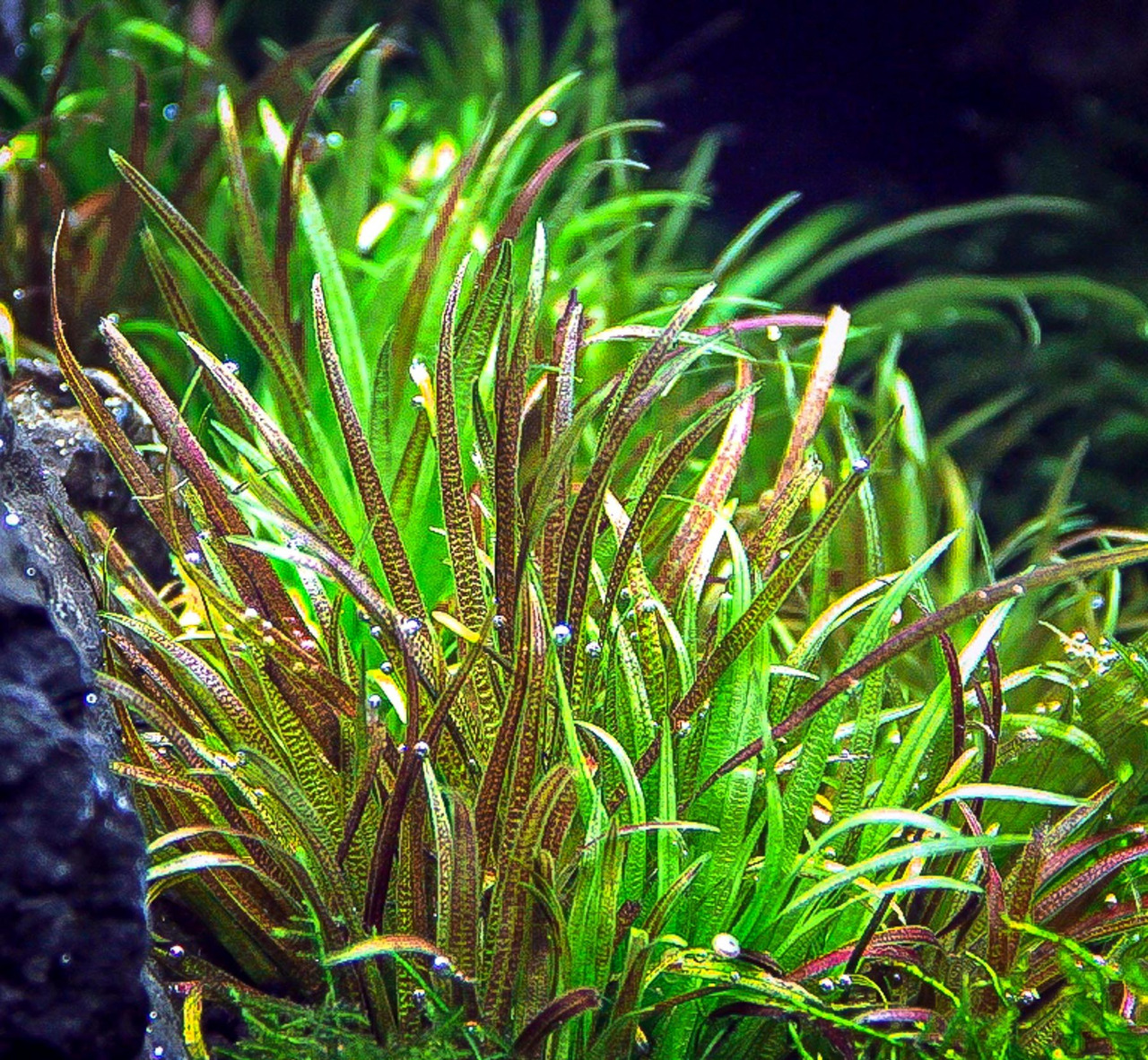ALOHA Blyxa japonica Cup C132