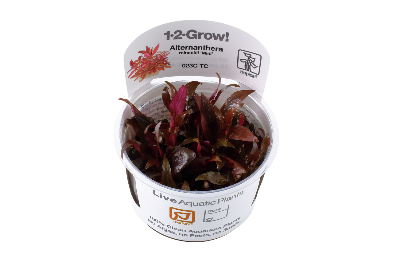Tropica 1-2-Grow! Alternanthera reineckii 'Mini', lebende Aquarienpflanze, rote-grüne Blätter, 100% sauber, Becher.