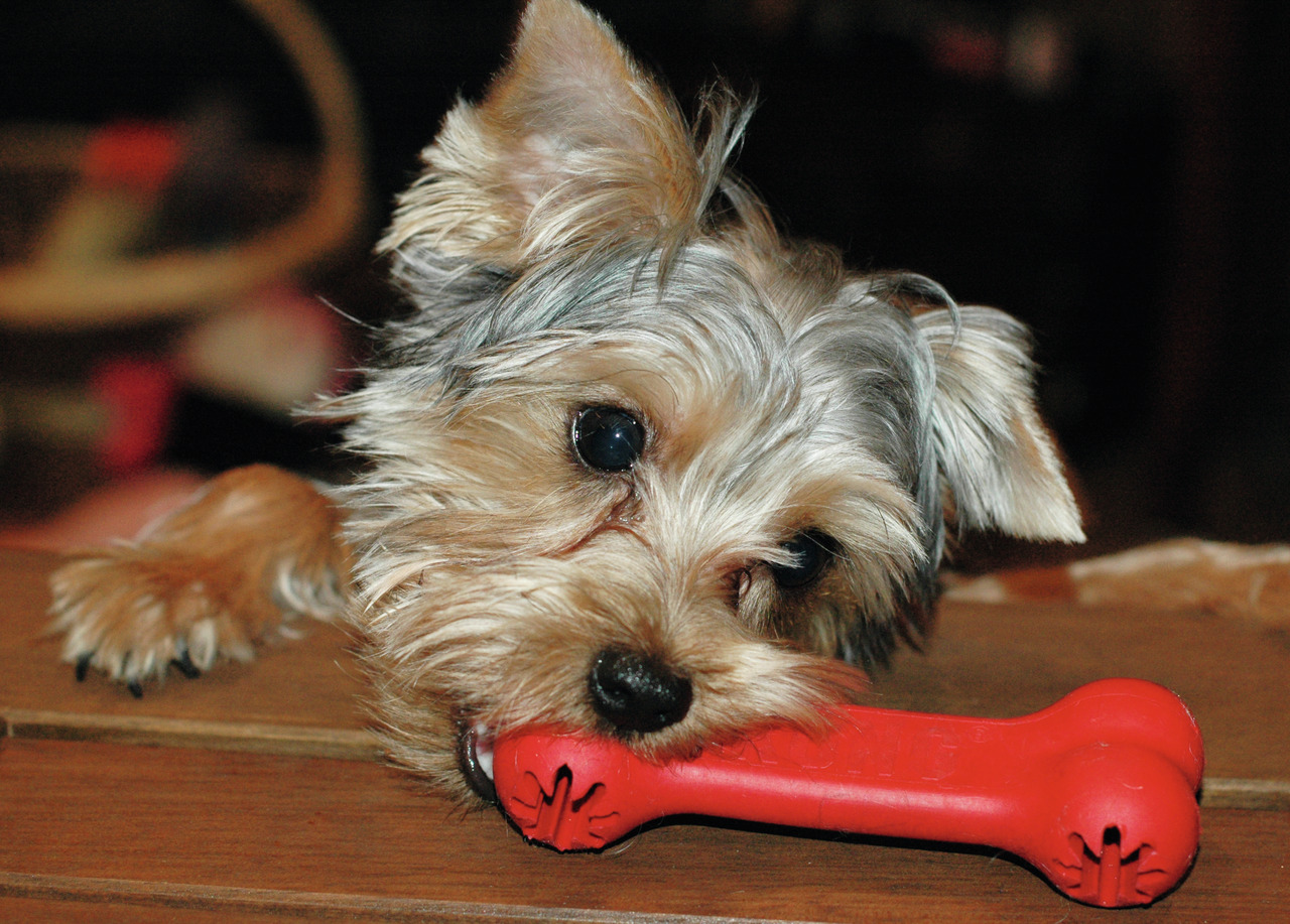 KONG Goodie Bone S Hundespielzeug